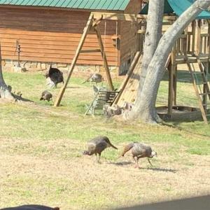 Photo of SOLD!! 85 Acres of Farm and Timber Land with Cabin and Pond For Sale in Edgecombe County NC!