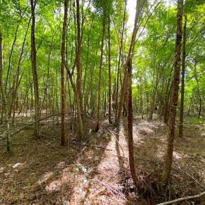 Photo of SOLD!!  34.39 Acres of Farm Land For Sale in Dinwiddie County Virginia!