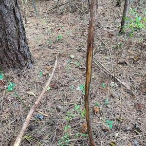 Photo of SOLD!!  34.39 Acres of Farm Land For Sale in Dinwiddie County Virginia!