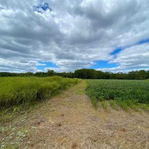 Photo of SOLD!!  34.39 Acres of Farm Land For Sale in Dinwiddie County Virginia!