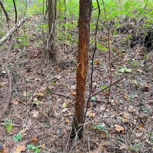 Photo of SOLD!!  34.39 Acres of Farm Land For Sale in Dinwiddie County Virginia!
