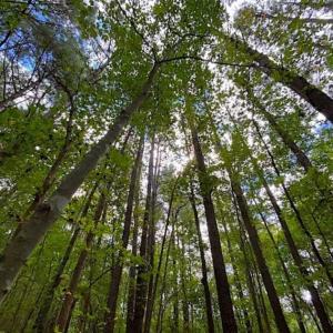 Photo of SOLD!!  34.39 Acres of Farm Land For Sale in Dinwiddie County Virginia!