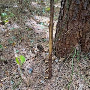 Photo of SOLD!!  34.39 Acres of Farm Land For Sale in Dinwiddie County Virginia!