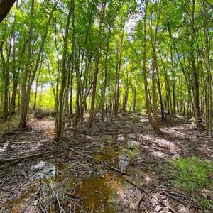 Photo of SOLD!!  34.39 Acres of Farm Land For Sale in Dinwiddie County Virginia!
