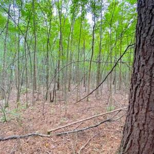 Photo of SOLD!!  34.39 Acres of Farm Land For Sale in Dinwiddie County Virginia!