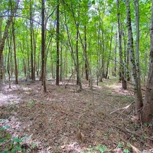 Photo of SOLD!!  34.39 Acres of Farm Land For Sale in Dinwiddie County Virginia!