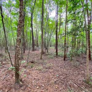 Photo of SOLD!!  34.39 Acres of Farm Land For Sale in Dinwiddie County Virginia!