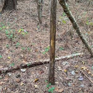 Photo of SOLD!!  34.39 Acres of Farm Land For Sale in Dinwiddie County Virginia!