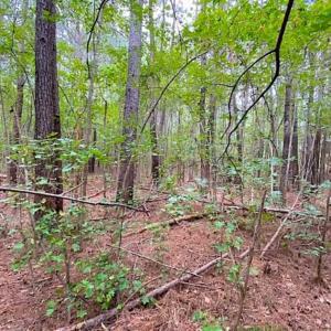 Photo of SOLD!!  34.39 Acres of Farm Land For Sale in Dinwiddie County Virginia!