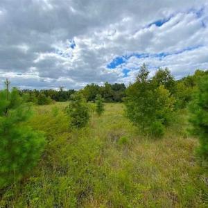 Photo of SOLD!!  34.39 Acres of Farm Land For Sale in Dinwiddie County Virginia!