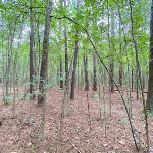 Photo of SOLD!!  34.39 Acres of Farm Land For Sale in Dinwiddie County Virginia!