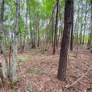 Photo of SOLD!!  34.39 Acres of Farm Land For Sale in Dinwiddie County Virginia!