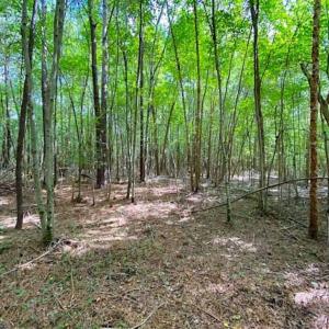 Photo of SOLD!!  34.39 Acres of Farm Land For Sale in Dinwiddie County Virginia!