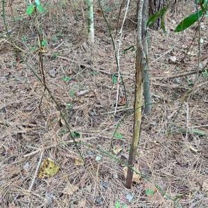 Photo of SOLD!!  34.39 Acres of Farm Land For Sale in Dinwiddie County Virginia!