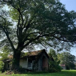 Photo of SOLD!!  148 Acres of Farm and Timber Land & 25% Interest in 128 Acres of Timber Land For Sale in Wilson County NC!