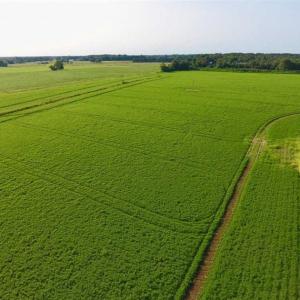 Photo of SOLD!!  148 Acres of Farm and Timber Land & 25% Interest in 128 Acres of Timber Land For Sale in Wilson County NC!