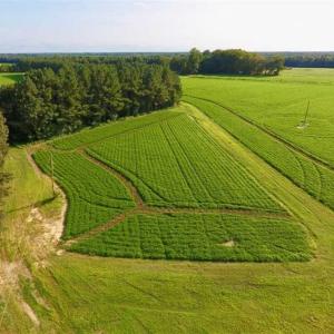 Photo of SOLD!!  148 Acres of Farm and Timber Land & 25% Interest in 128 Acres of Timber Land For Sale in Wilson County NC!