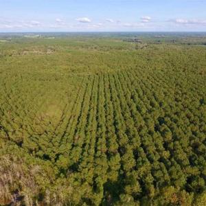 Photo of SOLD!!  148 Acres of Farm and Timber Land & 25% Interest in 128 Acres of Timber Land For Sale in Wilson County NC!