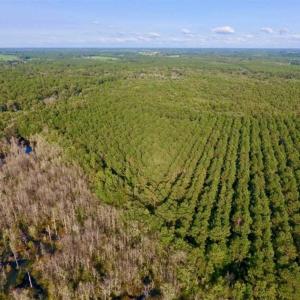 Photo of SOLD!!  148 Acres of Farm and Timber Land & 25% Interest in 128 Acres of Timber Land For Sale in Wilson County NC!