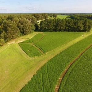 Photo of SOLD!!  148 Acres of Farm and Timber Land & 25% Interest in 128 Acres of Timber Land For Sale in Wilson County NC!
