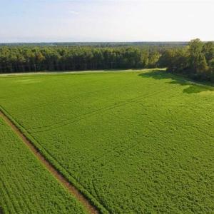 Photo of SOLD!!  148 Acres of Farm and Timber Land & 25% Interest in 128 Acres of Timber Land For Sale in Wilson County NC!
