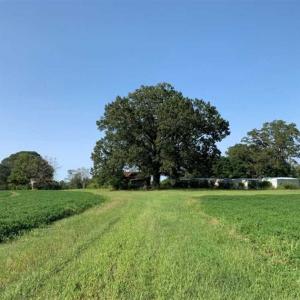 Photo of SOLD!!  148 Acres of Farm and Timber Land & 25% Interest in 128 Acres of Timber Land For Sale in Wilson County NC!