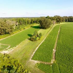 Photo of SOLD!!  148 Acres of Farm and Timber Land & 25% Interest in 128 Acres of Timber Land For Sale in Wilson County NC!
