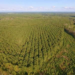 Photo of SOLD!!  148 Acres of Farm and Timber Land & 25% Interest in 128 Acres of Timber Land For Sale in Wilson County NC!