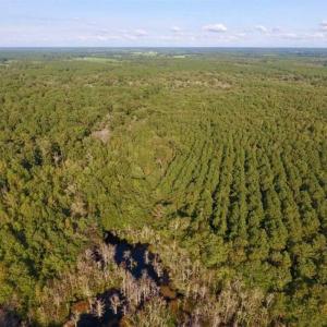 Photo of SOLD!!  148 Acres of Farm and Timber Land & 25% Interest in 128 Acres of Timber Land For Sale in Wilson County NC!
