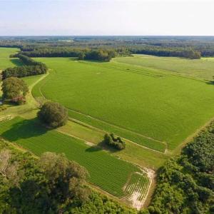 Photo of SOLD!!  148 Acres of Farm and Timber Land & 25% Interest in 128 Acres of Timber Land For Sale in Wilson County NC!
