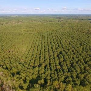 Photo of SOLD!!  148 Acres of Farm and Timber Land & 25% Interest in 128 Acres of Timber Land For Sale in Wilson County NC!
