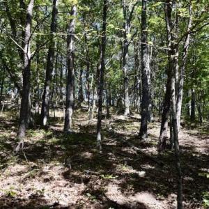 Photo of SOLD!!  55 Acres of Hunting and Recreational Land For Sale in Alleghany County VA!