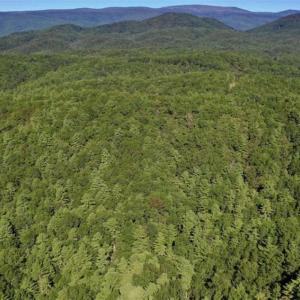 Photo of SOLD!!  55 Acres of Hunting and Recreational Land For Sale in Alleghany County VA!