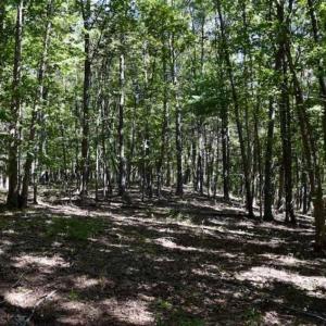 Photo of SOLD!!  55 Acres of Hunting and Recreational Land For Sale in Alleghany County VA!