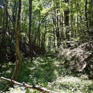 Photo of SOLD!!  55 Acres of Hunting and Recreational Land For Sale in Alleghany County VA!