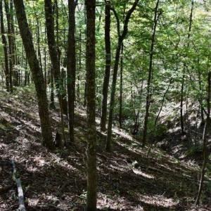 Photo of SOLD!!  55 Acres of Hunting and Recreational Land For Sale in Alleghany County VA!