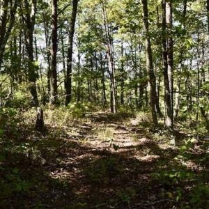 Photo of SOLD!!  55 Acres of Hunting and Recreational Land For Sale in Alleghany County VA!