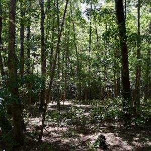 Photo of SOLD!!  55 Acres of Hunting and Recreational Land For Sale in Alleghany County VA!