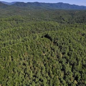 Photo of SOLD!!  55 Acres of Hunting and Recreational Land For Sale in Alleghany County VA!