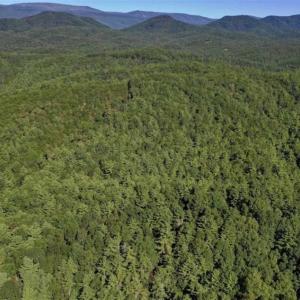 Photo of SOLD!!  55 Acres of Hunting and Recreational Land For Sale in Alleghany County VA!