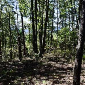 Photo of SOLD!!  55 Acres of Hunting and Recreational Land For Sale in Alleghany County VA!