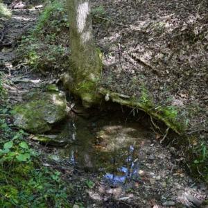 Photo of SOLD!!  55 Acres of Hunting and Recreational Land For Sale in Alleghany County VA!