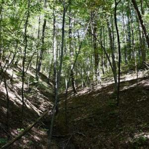 Photo of SOLD!!  55 Acres of Hunting and Recreational Land For Sale in Alleghany County VA!