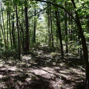 Photo of SOLD!!  55 Acres of Hunting and Recreational Land For Sale in Alleghany County VA!