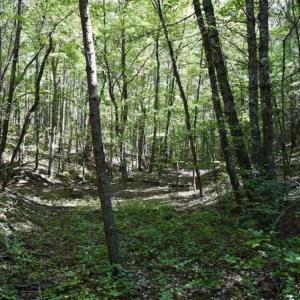 Photo of SOLD!!  55 Acres of Hunting and Recreational Land For Sale in Alleghany County VA!
