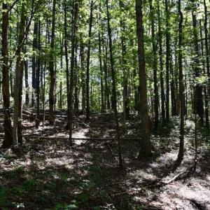 Photo of SOLD!!  55 Acres of Hunting and Recreational Land For Sale in Alleghany County VA!