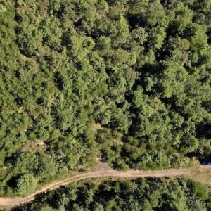 Photo of SOLD!!  55 Acres of Hunting and Recreational Land For Sale in Alleghany County VA!