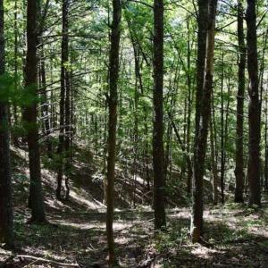 Photo of SOLD!!  55 Acres of Hunting and Recreational Land For Sale in Alleghany County VA!
