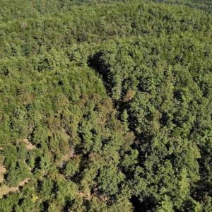 Photo of SOLD!!  55 Acres of Hunting and Recreational Land For Sale in Alleghany County VA!