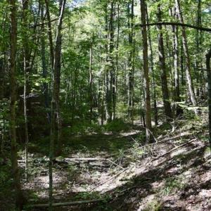 Photo of SOLD!!  55 Acres of Hunting and Recreational Land For Sale in Alleghany County VA!